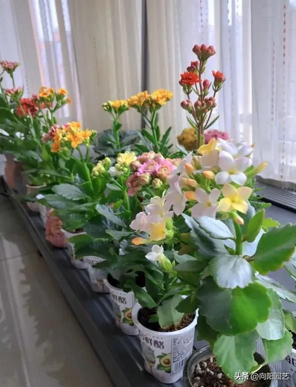 长寿花种植方法