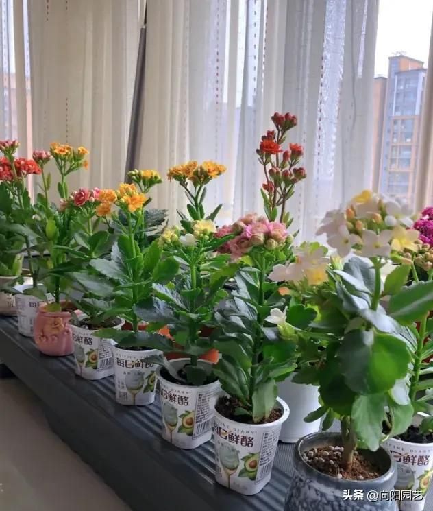长寿花种植方法