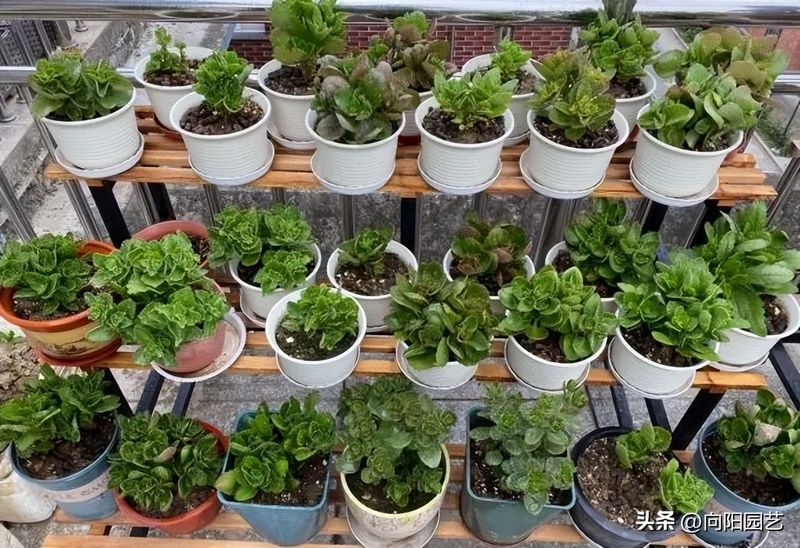 长寿花种植方法