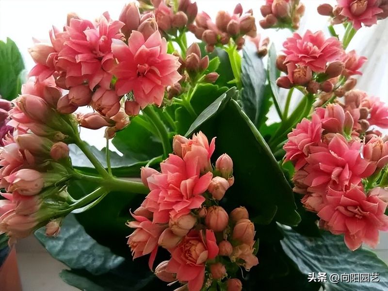 长寿花种植方法