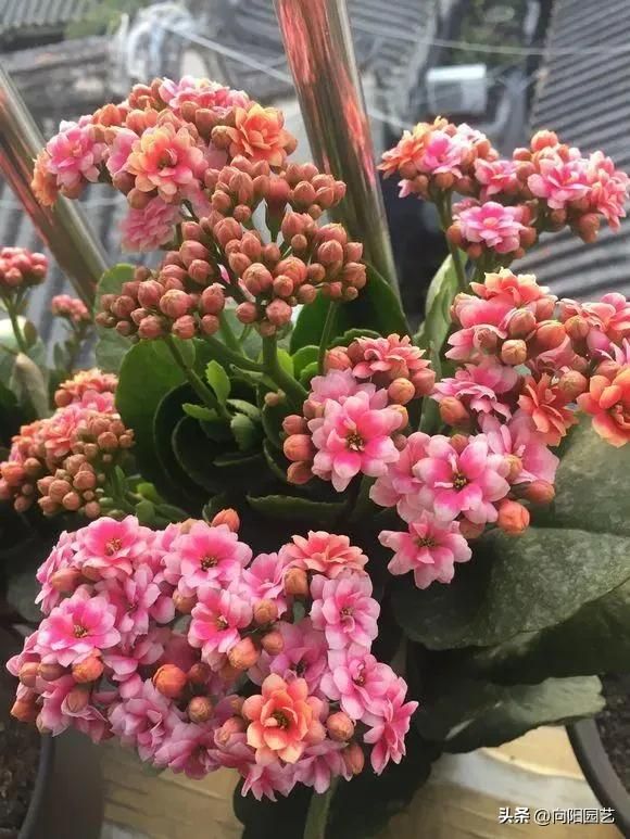 长寿花种植方法