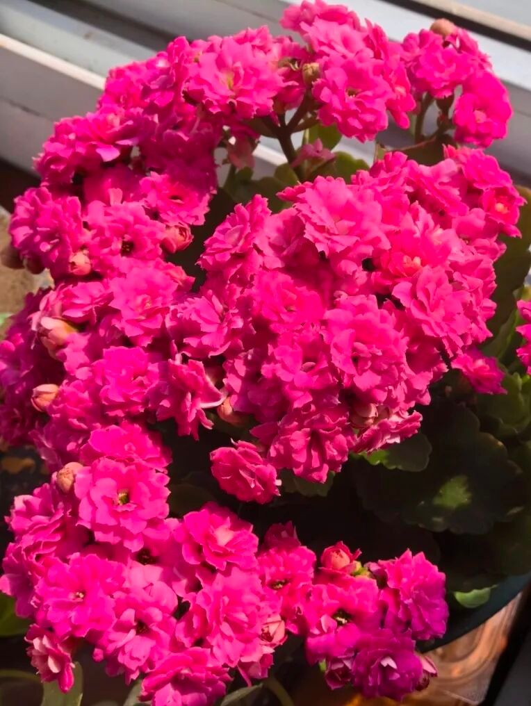 长寿花种植方法