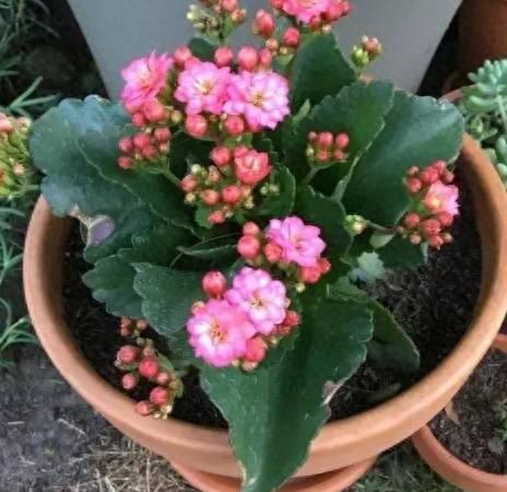 长寿花种植方法