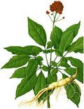 佛手瓜的种植技术视频