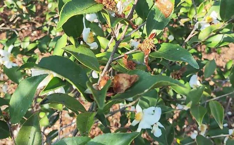 夏季油茶树种植技术
