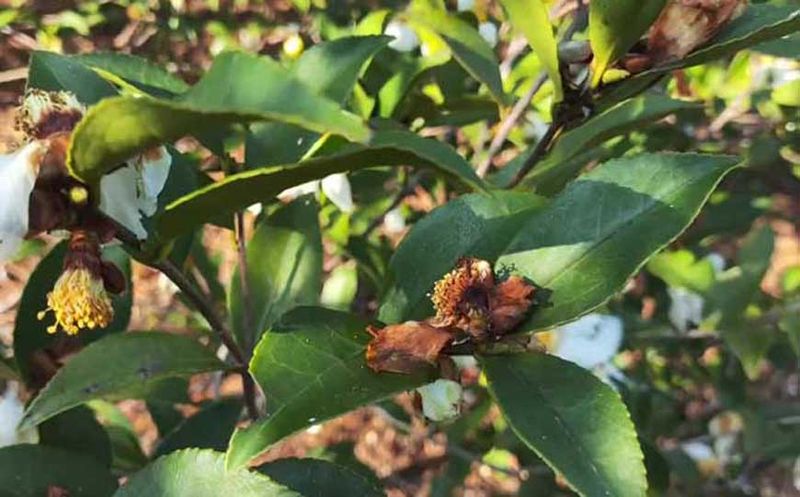 夏季油茶树种植技术