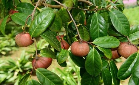 夏季油茶树种植技术