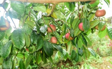 夏季油茶树种植技术