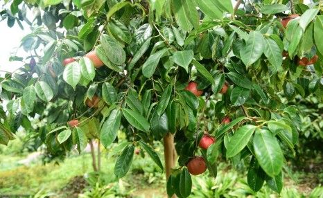 夏季油茶树种植技术