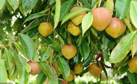 夏季油茶树种植技术