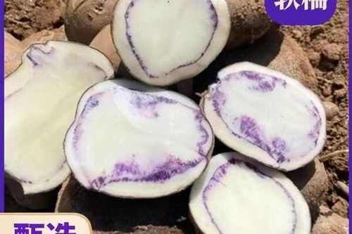 黑土豆的种植技术