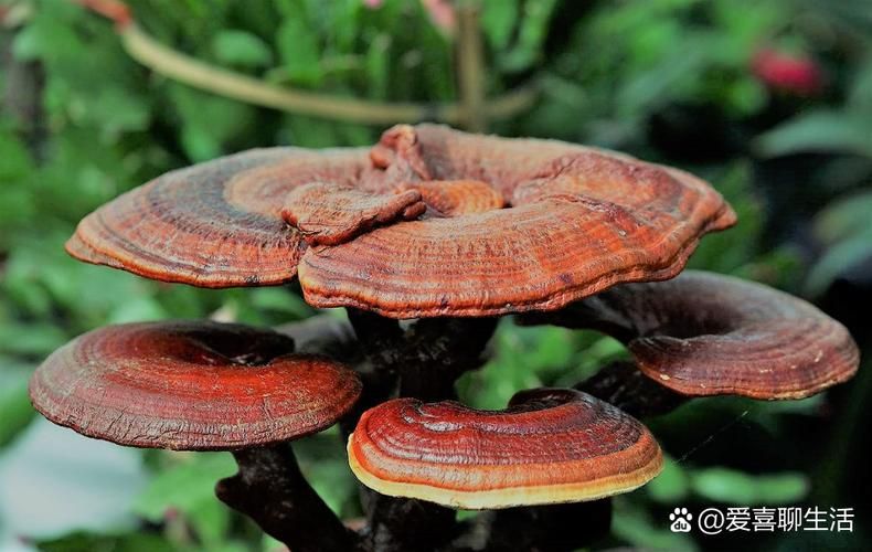 灵芝的种植技术