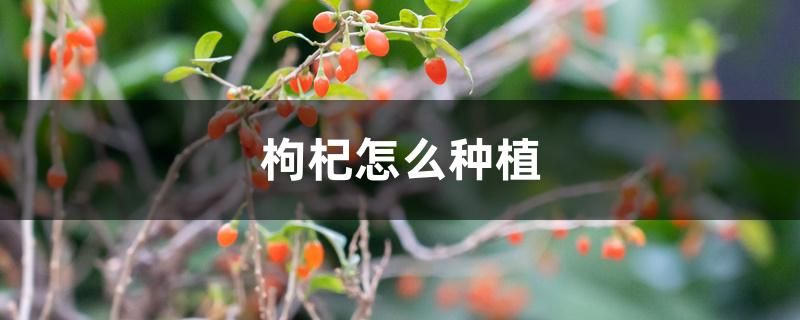 枸杞树怎么种植方法