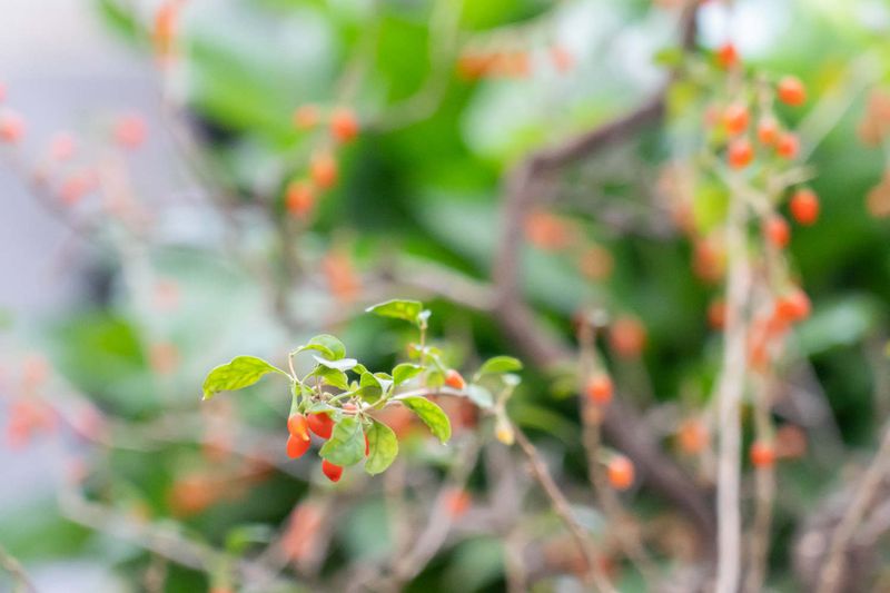 枸杞树怎么种植方法