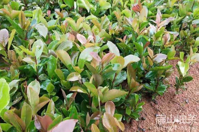夏季油茶树种植技术