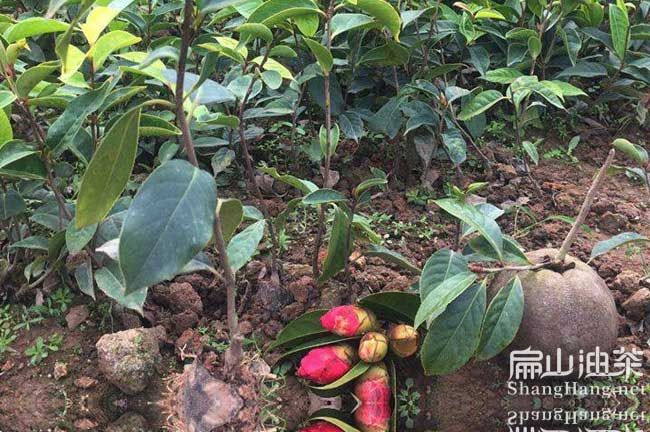 夏季油茶树种植技术