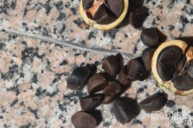 夏季油茶树种植技术