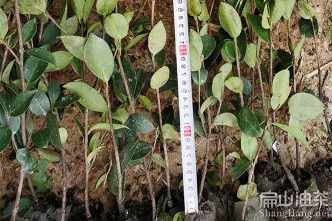 夏季油茶树种植技术