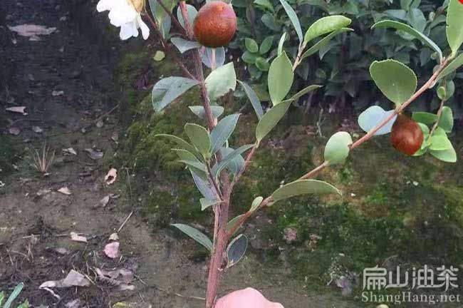 夏季油茶树种植技术