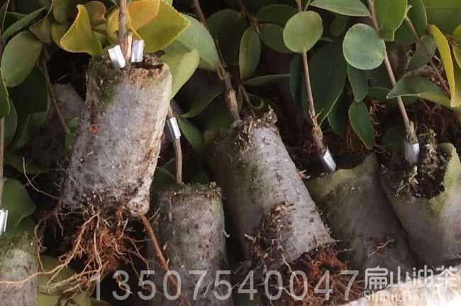 夏季油茶树种植技术