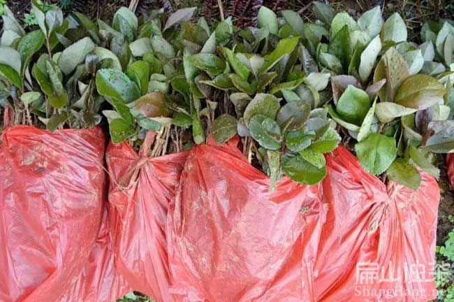 夏季油茶树种植技术