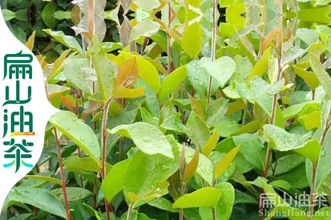 夏季油茶树种植技术