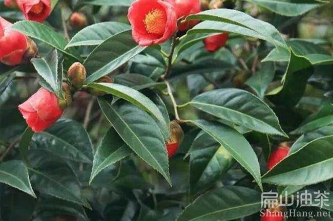夏季油茶树种植技术