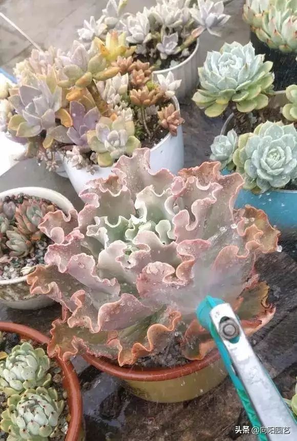 多肉的种植方法图解