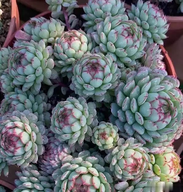 多肉的种植方法图解
