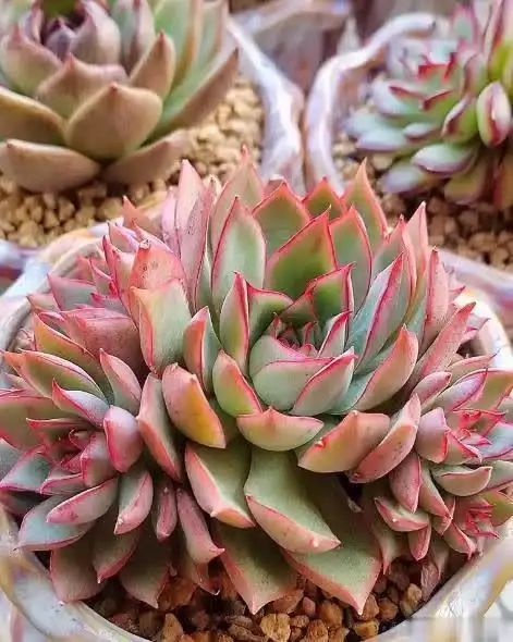 多肉的种植方法图解
