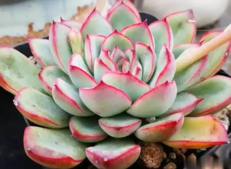 多肉的种植方法图解