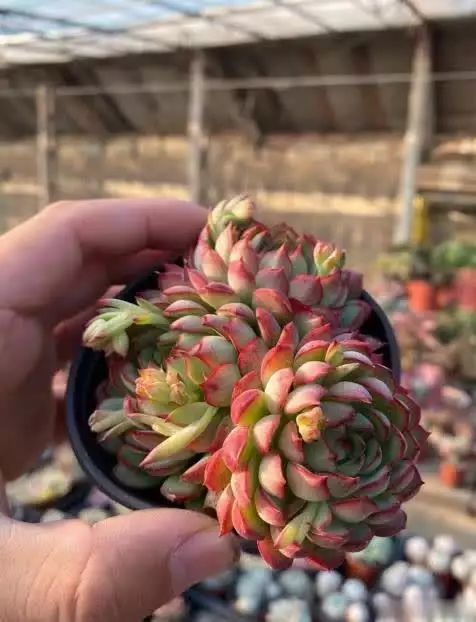 多肉的种植方法图解
