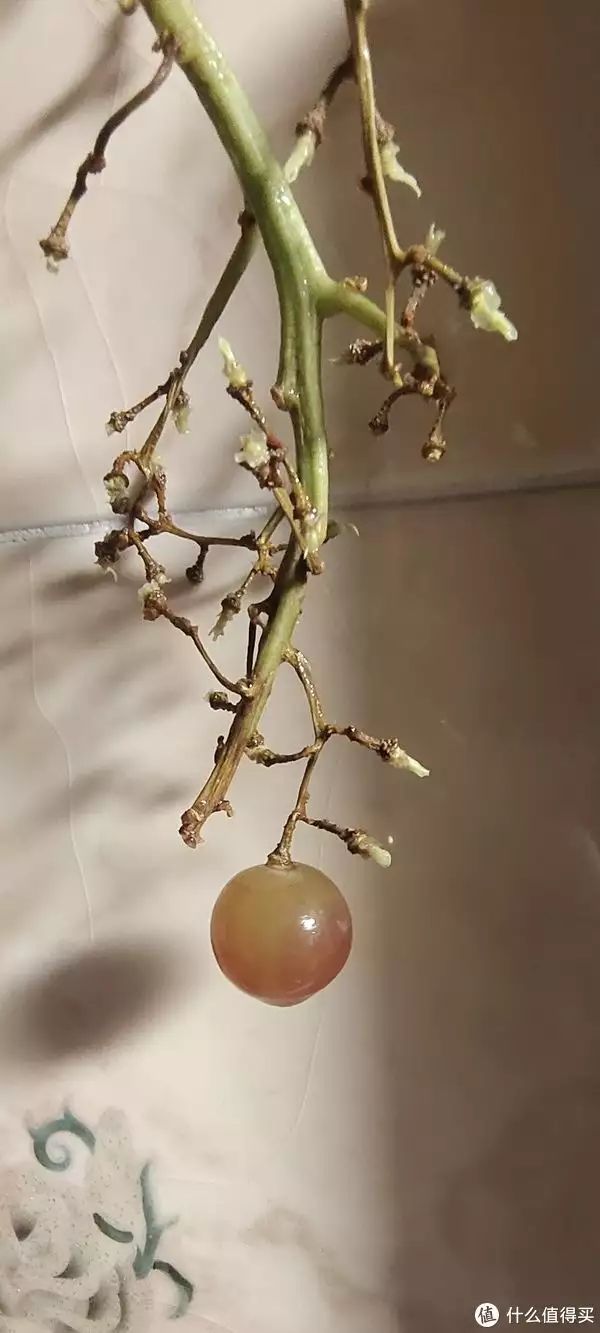 夏黑葡萄种植技术