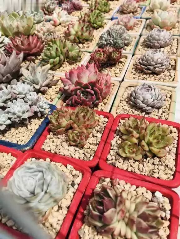 多肉的种植方法图解
