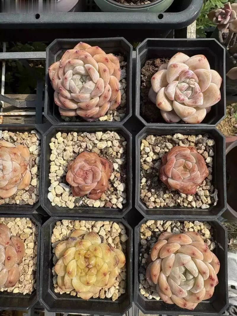 多肉的种植方法图解