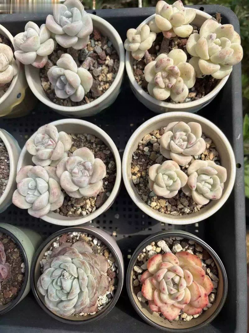 多肉的种植方法图解