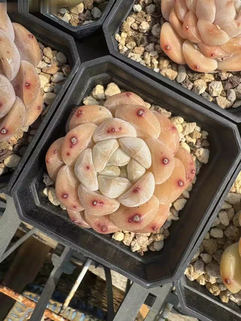 多肉的种植方法图解