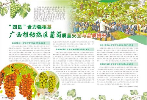 夏黑葡萄种植技术