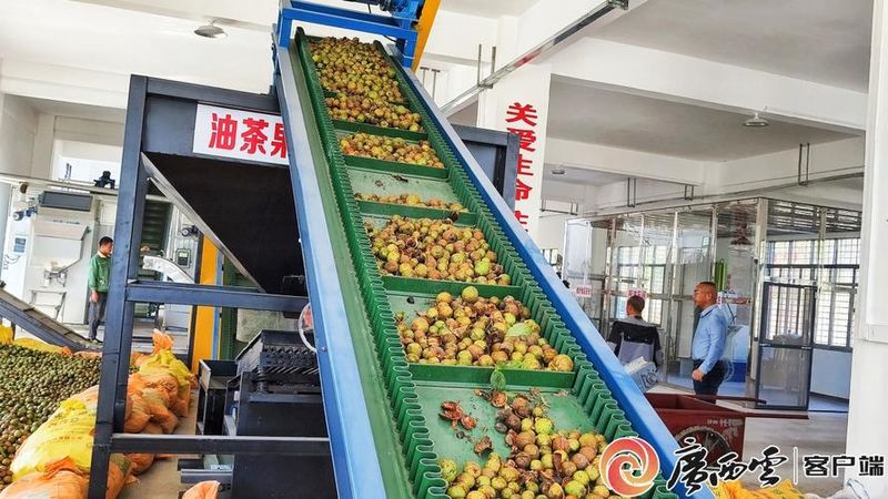油茶树种植方法视频