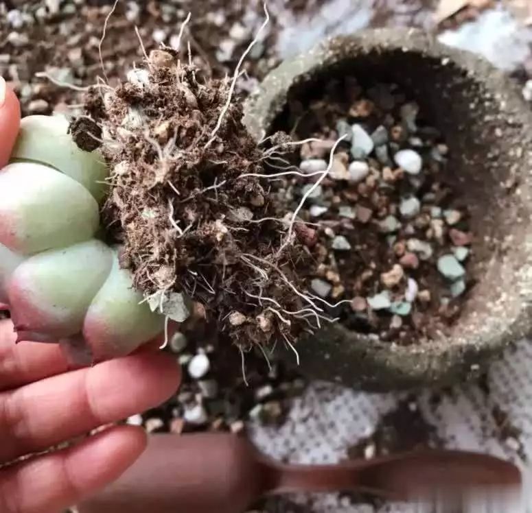 多肉的种植方法图解