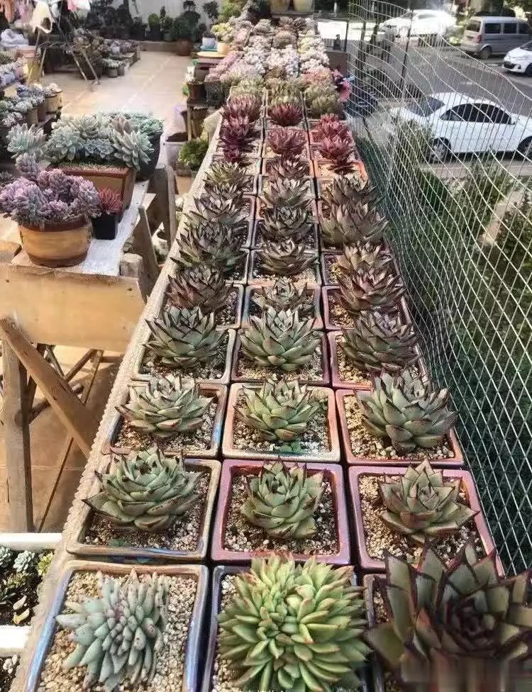 多肉的种植方法图解