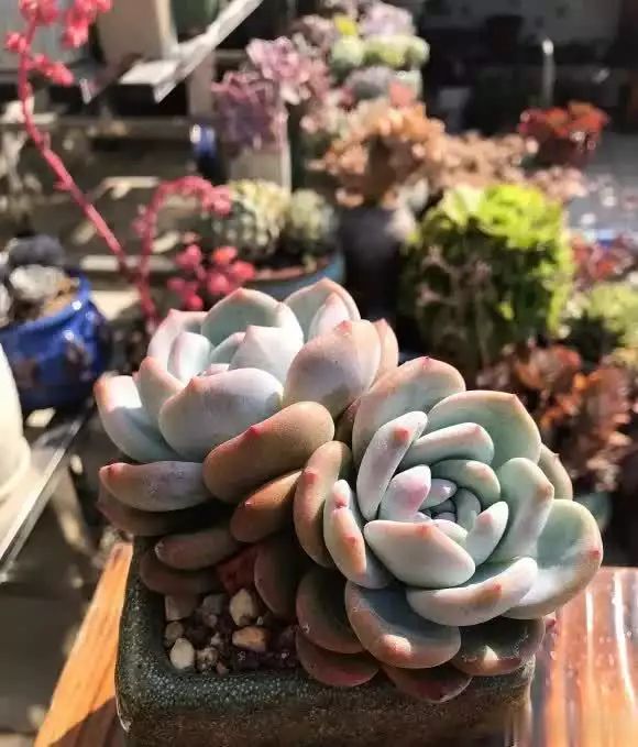 多肉的种植方法图解