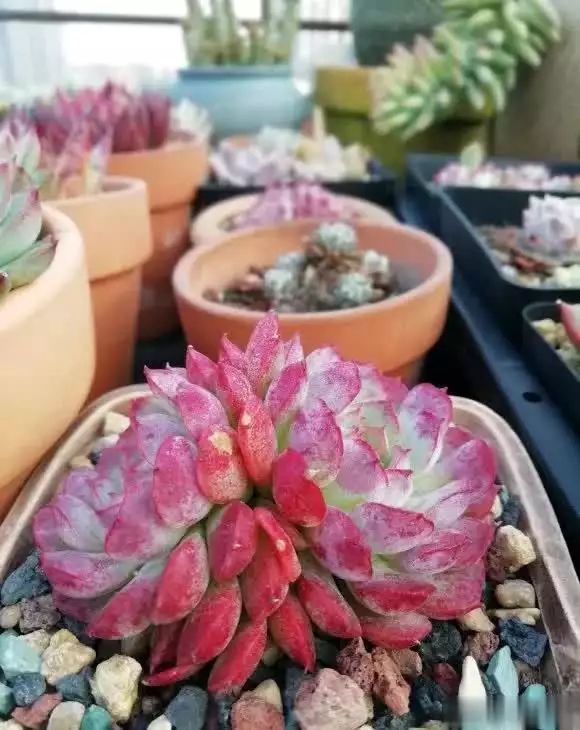 多肉的种植方法图解