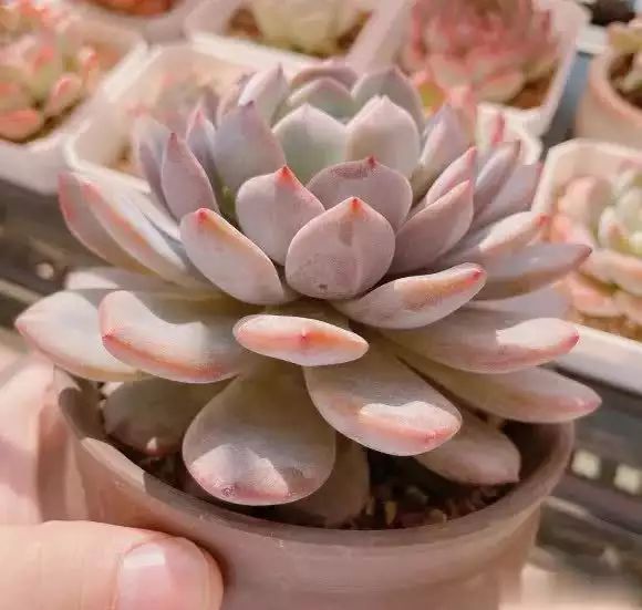 多肉的种植方法图解