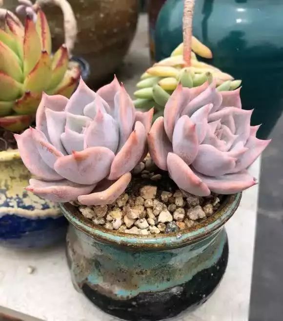 多肉的种植方法图解