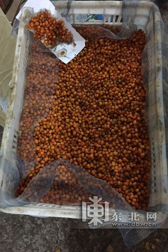 黑龙江种植沙棘果树