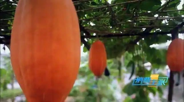 Cultivation of quichuan roof garden