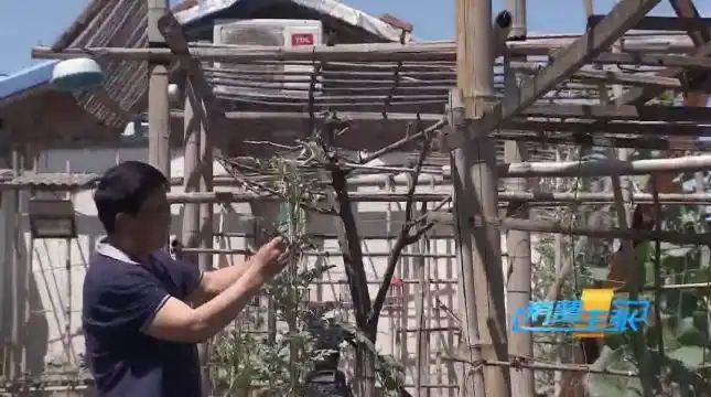 Cultivation of quichuan roof garden