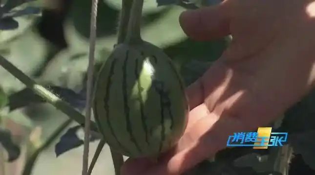 Cultivation of quichuan roof garden