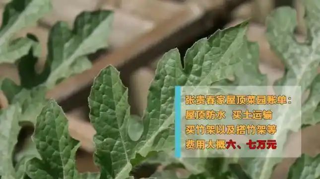 Cultivation of quichuan roof garden